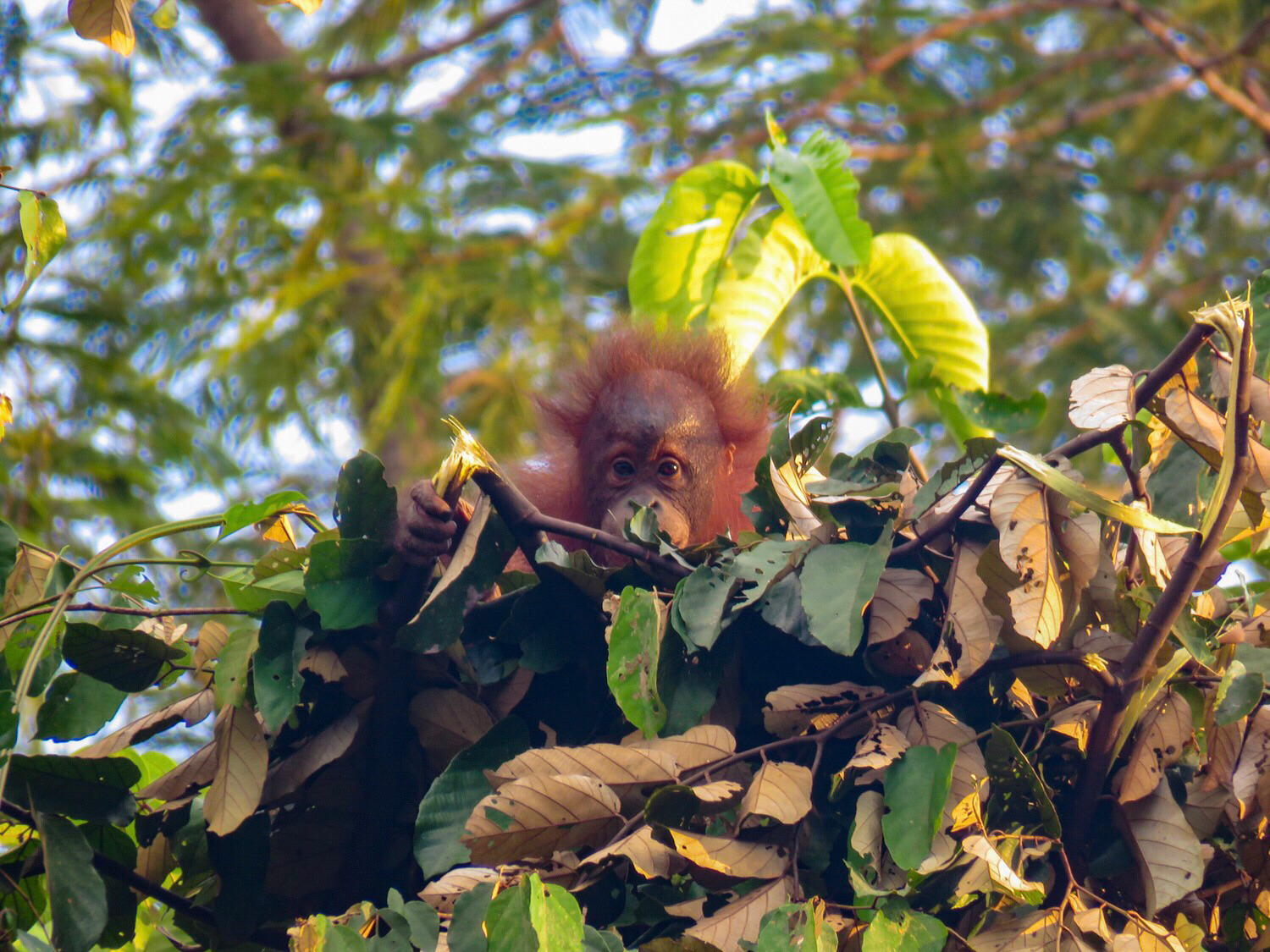 Bukit Piton Orang-Utan im Nest